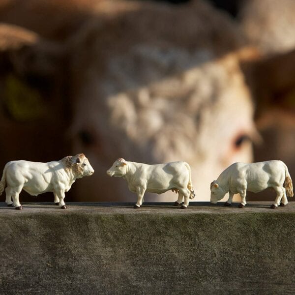 Britains 1:32 Charolais Cow Set - Image 3