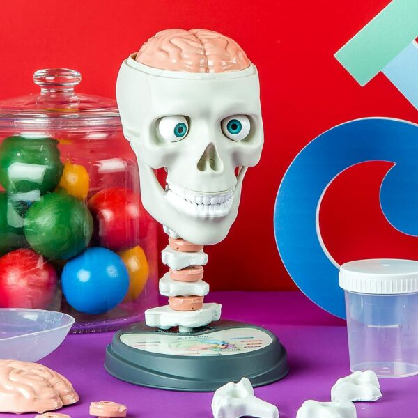 Clementoni Crazy Anatomy - Image 5