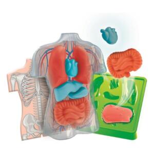 Science And Play Squishy Anatomy